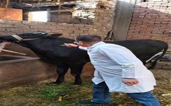 محافظ سوهاج: تحصين أكثر من 193 ألف رأس ماشية بالمحافظة ضد الحمى القلاعية 