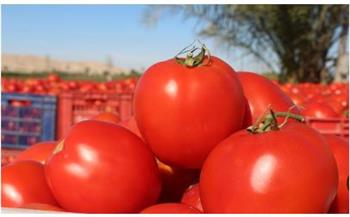 نقيب الفلاحين: انخفاض محصول الطماطم في مصر بسبب "سوسة الأوراق"