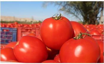 نقيب الفلاحين: انخفاض محصول الطماطم في مصر بسبب "سوسة الأوراق"