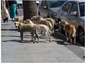 وزير الزراعة: بدء تفعيل برنامج للسيطرة على أعداد الكلاب الضالة بالتنسيق مع المحافظين 