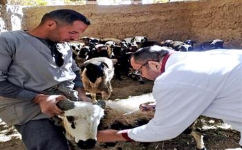 محافظ سوهاج: تحصين 193 ألف رأس ماشية خلال الحملة القومية للتحصين ضد الحمى القلاعية وحمى الوادي المتصدع