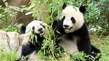 آخر حيوانين من الباندا العملاقة يغادران اليابان إلى الصين