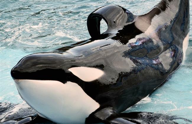 توقف في القلب ينهي حياة الحوت الأكثر وحدة في العالم