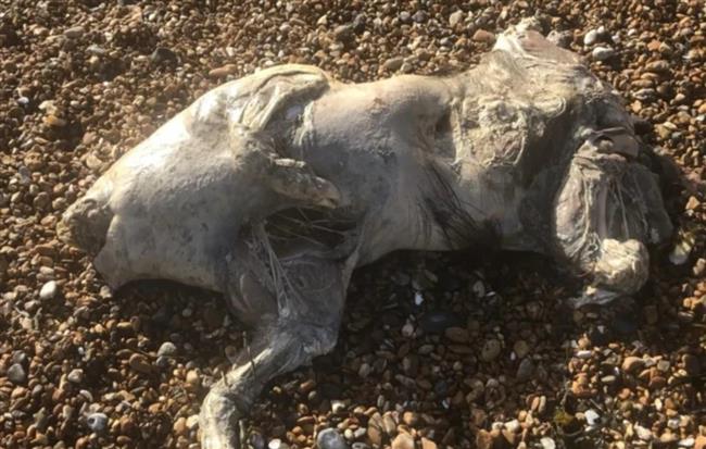 بلا رأس.. مخلوق شبحي يظهر على شاطئ بريطاني ويحيّر الجميع