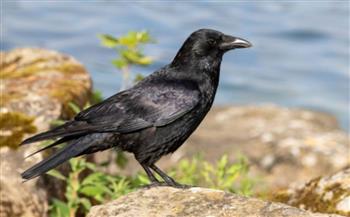 الغربان تمتلك ذاكرة حديدة وتتذكر الأشخاص الذين أساءوا إليها قبل سنوات