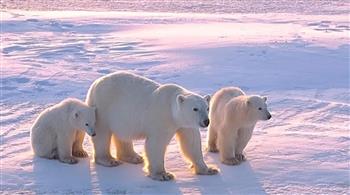 غريزة الأمومة تحيّر الباحثين.. دبة قطبية تتبنّى شبلًا وتعامله مثل ابنها