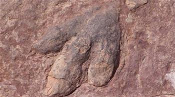 بجانب الأولمبياد الشتوية.. اكتشاف "أكبر" آثار أقدام ديناصورات