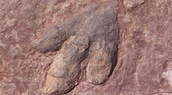 بجانب الأولمبياد الشتوية.. اكتشاف "أكبر" آثار أقدام ديناصورات 