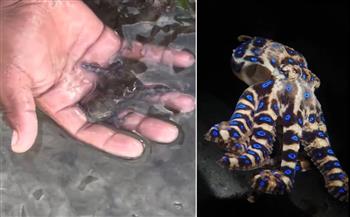 يلعب بالخطر!.. سائح وجهًا لوجه مع الأخطبوط الأكثر سمًا في العالم