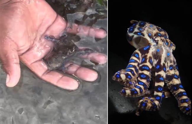 يلعب بالخطر!.. سائح وجهًا لوجه مع الأخطبوط الأكثر سمًا في العالم