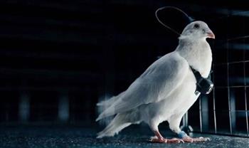 الحمام يتحول إلى طائرات بيولوجية.. تقنية علمية غير مسبوقة