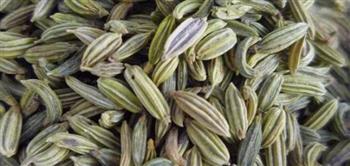 تعرف على فائدة الشمر في تقليل الوزن