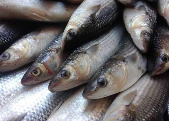 أسعار الأسماك اليوم الثلاثاء 2-12-2025 في سوق العبور.. البلطي بـ 62 جنيها