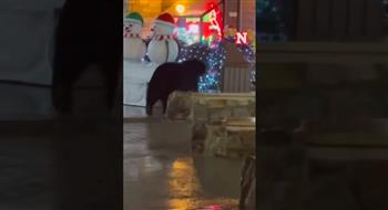 فيديو.. دب فضولي يتجوّل في مركز تجاري لمشاهدة زينة عيد الميلاد