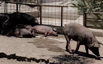 الاتحاد الأوروبي يرسل أطباء بيطريين إلى كتالونيا لاحتواء تفشي حمى الخنازير الأفريقية