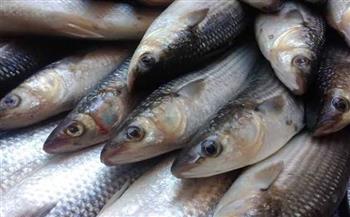 أسعار الأسماك اليوم الثلاثاء 2-12-2025 في سوق العبور.. البلطي بـ 62 جنيها