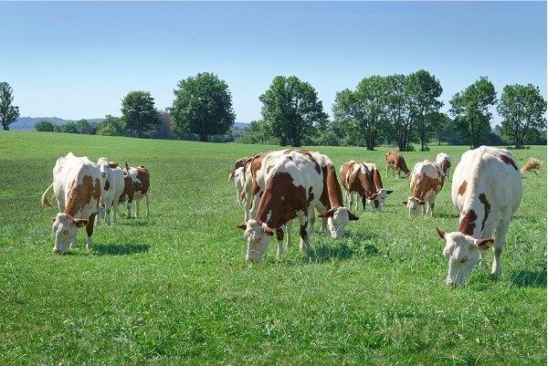 «ولكم فيها جمال».. ملامح الحسن في المملكة الحيوانية