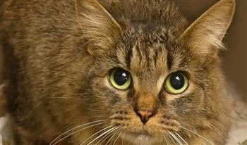 بعد 443 يومًا من الفقدان.. عودة قطّة لأسرتها بطريقة لا تخطر على البال