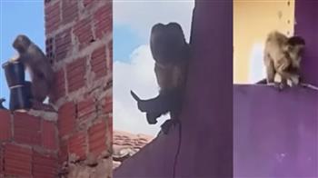 "القرد السفاح" يرعب سكان حيّ بأكمله.. هدّدهم باستعمال السكين (فيديو)