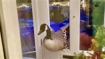 أسرة تعيش ليلة مرعبة بسبب "أوزة" تعبت من الطيران