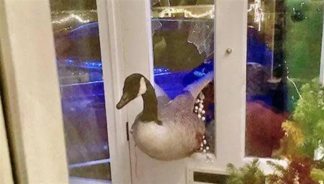 أسرة تعيش ليلة مرعبة بسبب "أوزة" تعبت من الطيران