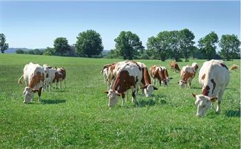 «ولكم فيها جمال».. ملامح الحسن في المملكة الحيوانية