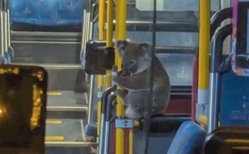 هربًا من الطريق المزدحم.. كوالا على متن حافلة ليلية في أستراليا