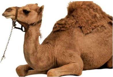 هل أكل لحم الإبل ينقض الوضوء؟.. أمين الفتوى يجيب