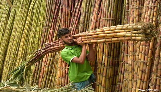 غدًا.. بدء موسم توريد قصب السكر لمصانع المنيا وأسوان وقنا والأقصر وسوهاج
