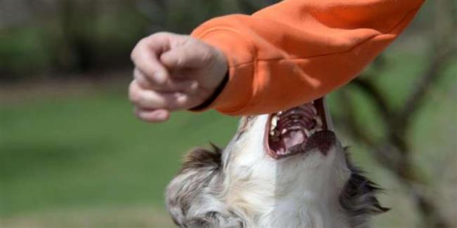 خطأ شائع بعد عقر الكلاب قد يكلفك حياتك.. اعرف طرق النجاة