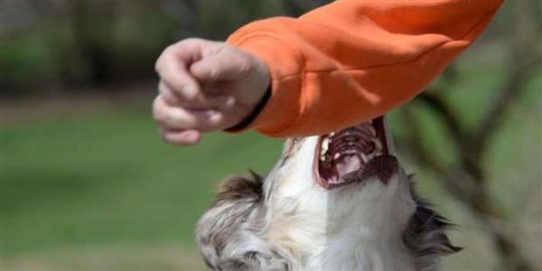 خطأ شائع بعد عقر الكلاب قد يكلفك حياتك.. اعرف طرق النجاة 