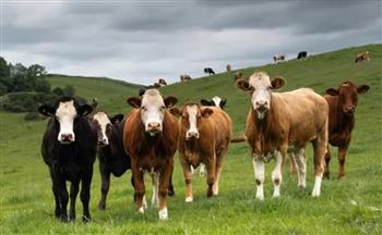 ادّعت الموت من أجل النجاة.. أبقار تفاجئ مسنّة باعتداء مروع