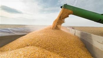 أسعار القمح تواصل الصعود عالميًا بفعل تنامي مخاطر الإمدادات