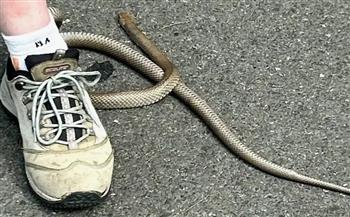 ثعبان شديد السمّية يلتف حول ساق امرأة ويدخل إلى حذائها