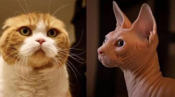 لهذا السبب.. هولندا تحظر تربية القطط العارية وذات الأذن المطوية 