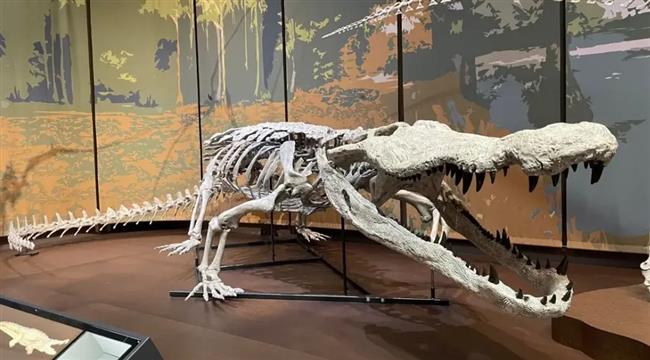  نسخة طبق الأصل لـ«تمساح الرعب».. يقسم الديناصورات بأسنانه