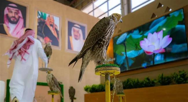  السعودية: اليوم انطلاق مهرجان الصقور بجوائز مالية تزيد عن 38 مليون ريال