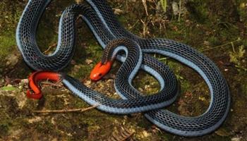 بريطانيا.. الحكم على رجل بعد تجوييع أفعى حتى الموت