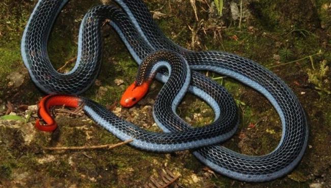 بريطانيا.. الحكم على رجل بعد تجوييع أفعى حتى الموت