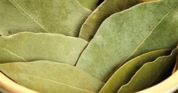 في الشتاء...ورق الجوافة للكحة والصدر