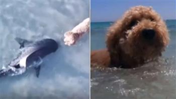  شاهد.. مواجهة غير متوقعة بين كلب وسمكة قرش تنتهي بمعجزة
