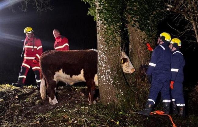 بقرة مشاغبة في ورطة.. علقت رأسها بين شجرتين (صورة)