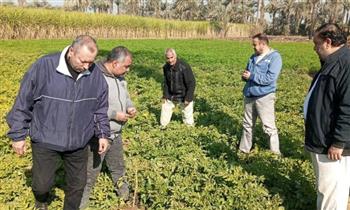 "الزراعة" تتابع موقف النمل الأبيض.. وتتفقد الزراعات الشتوية في محافظات الصعيد