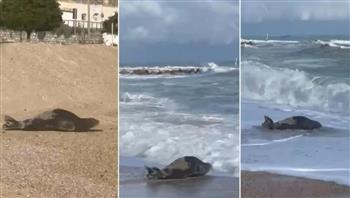 مكافأة 1000 يورو لمن يترك فقمة تنام بسلام على شاطئ إيطالي