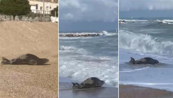 مكافأة 1000 يورو لمن يترك فقمة تنام بسلام على شاطئ إيطالي 