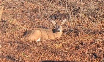 3 أيام من الرعب.. غزالة هائجة تحطّم السيارات وتطرق أبواب المنازل