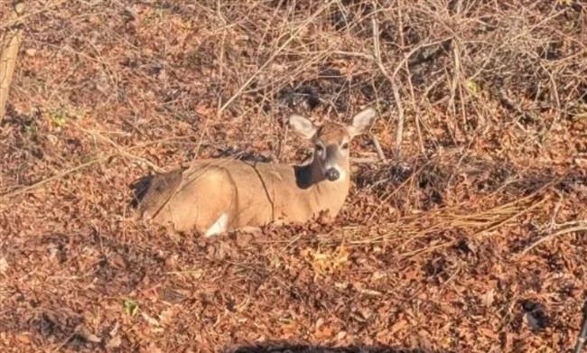 3 أيام من الرعب.. غزالة هائجة تحطّم السيارات وتطرق أبواب المنازل