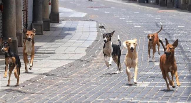 أسباب تفاقم ظاهرة الكلاب الضالة في مصر