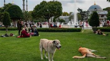 تشريع القتل الرحيم للكلاب الضالة يشعل الجدل في تركيا
