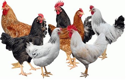 أسعار الدواجن اليوم الخميس 4-12-2025 في الأسواق.. كم سجل البانيه والهياكل؟